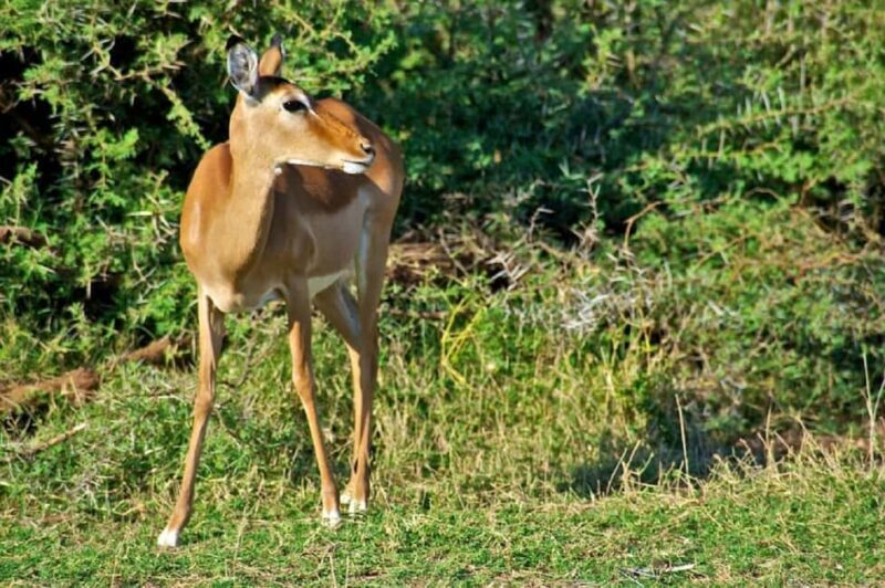 Tsavo East National Park: 3-Day Safari with Accommodation - Key Points