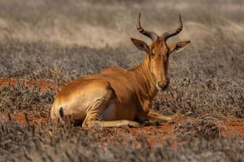 Tsavo East National Park Day Tour From Mombasa - Key Points