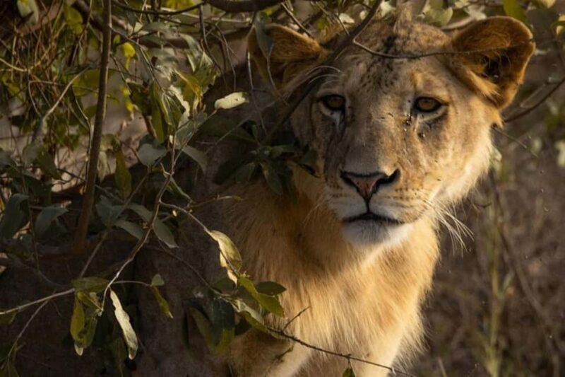Tsavo East National Park Day Tour From Mombasa - Midday Break with a Hot Safari Lunch