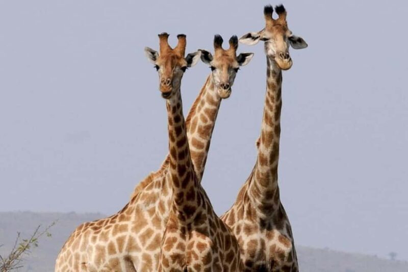 Tsavo East National Park Day Tour From Mombasa - Practical Tips for a Great Day