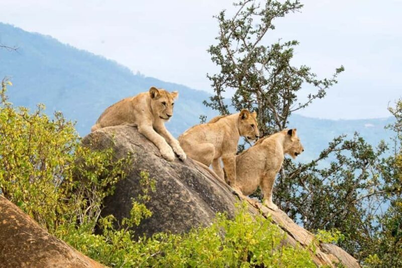 Tsavo East National Park Day Trip - Introduction: What’s on Offer
