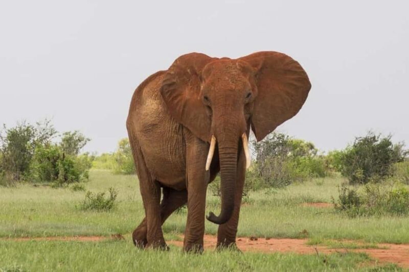 Tsavo East National Park Day Trip - What Makes Tsavo East Special