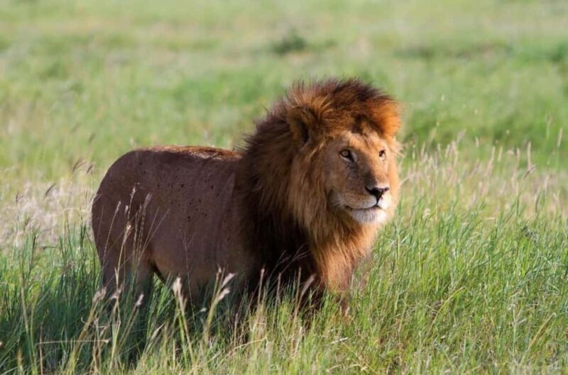 Tsavo East National Park Day Trip - FAQ
