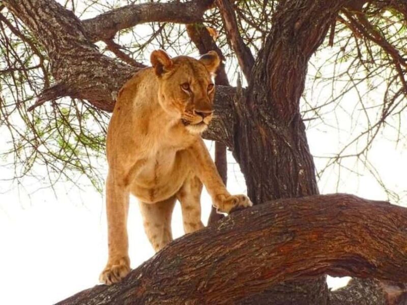 Tsavo East, Tsavo West, Salt Lick and Ngutuni Safari - Key Points