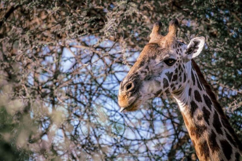 Tsavo East, Tsavo West, Salt Lick and Ngutuni Safari - An In-Depth Look at the Safari Experience