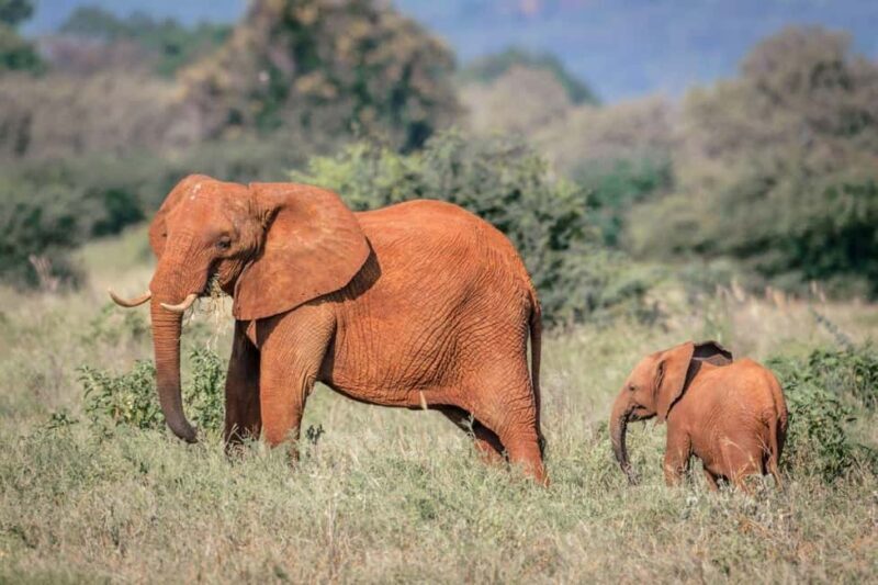 Tsavo East, Tsavo West, Salt Lick and Ngutuni Safari - Who Should Consider This Safari?