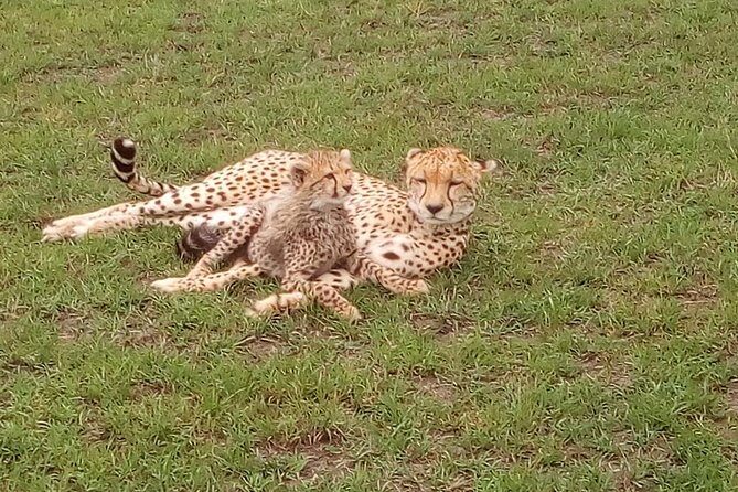 Tsavo East & west, Amboseli 5days from Mombasa - The Practicalities: What to Expect