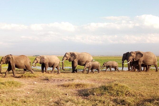 Tsavo East & west, Amboseli 5days from Mombasa - The Sum Up
