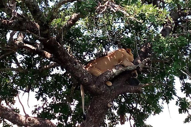 Tsavo East & west, Amboseli 5days from Mombasa - FAQ