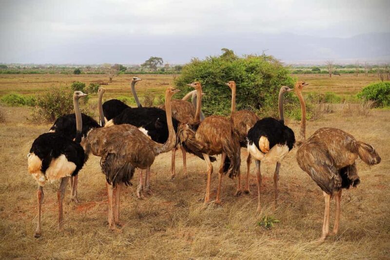 Tsavo Express 3 Days/ 2 Nights ( Comfort) - Key Points