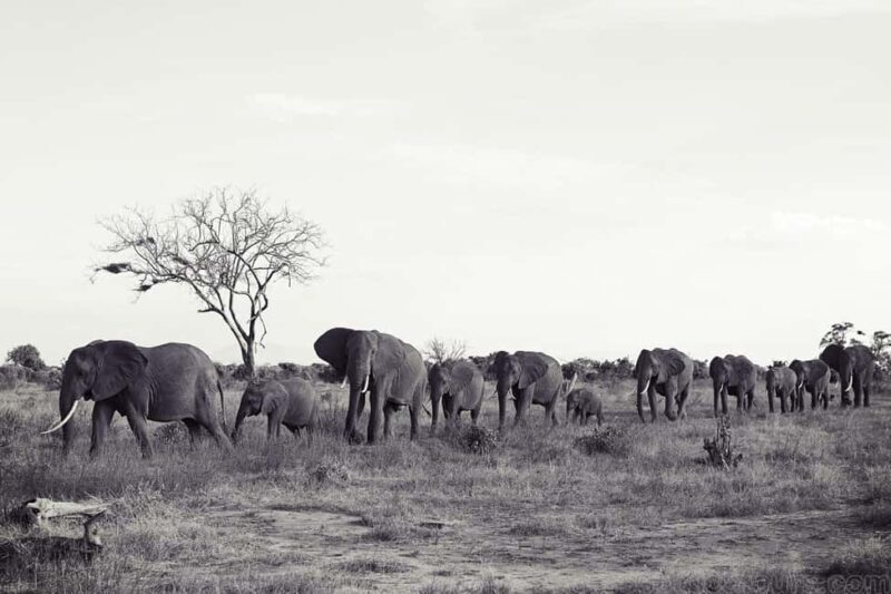 Tsavo Express 3 Days/ 2 Nights ( Comfort) - Practical Tips for Future Travelers