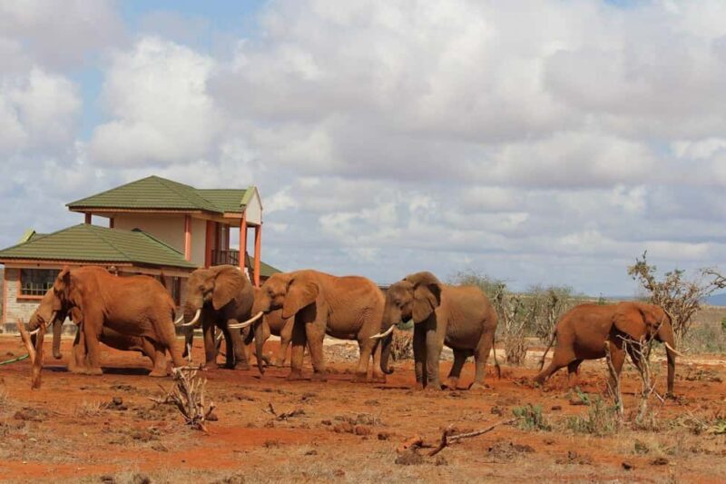 Tsavo Express 3 Days/ 2 Nights ( Comfort) - FAQ