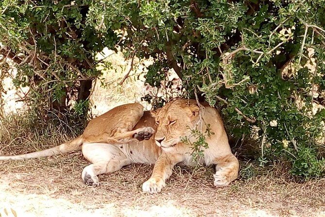 Tsavo National Park Small group Day trip - What to Expect from the Tour