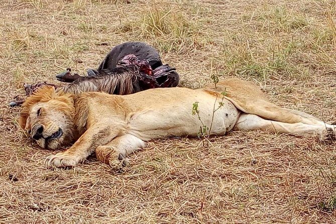 Tsavo National Park Small group Day trip - Authentic Perspectives from Travelers