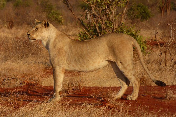Tsavo National Park Small group Day trip - The Bottom Line