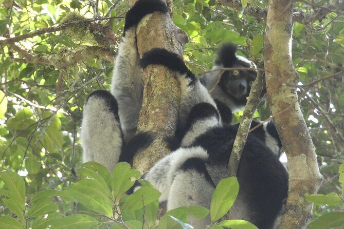 Tsingy-Baobab Avenue-Andasibe - What’s Included and What to Expect