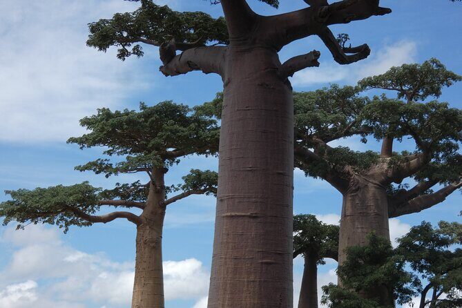 Tsingy-Baobab Avenue-Andasibe - Detailed Itinerary Breakdown
