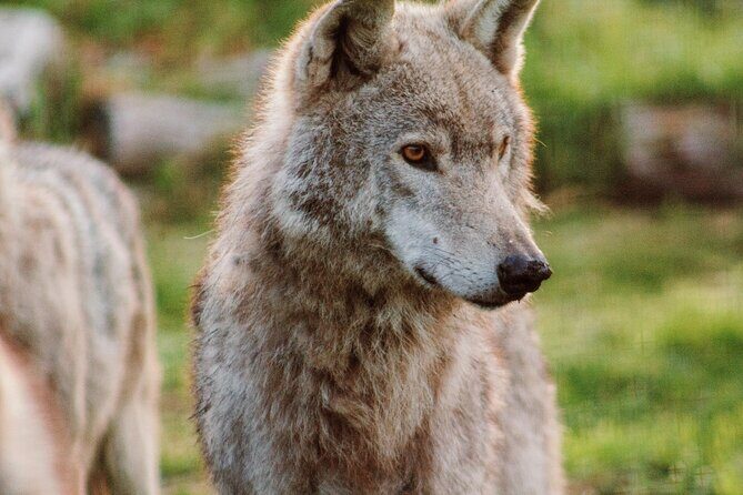 Tsitsikamma Wolf Sanctuary Guided Tour & Day Pass - In-Depth Review of the Experience