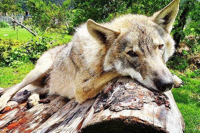 Tsitsikamma Wolf Sanctuary Guided Tour & Day Pass - Who Should Consider This Tour?