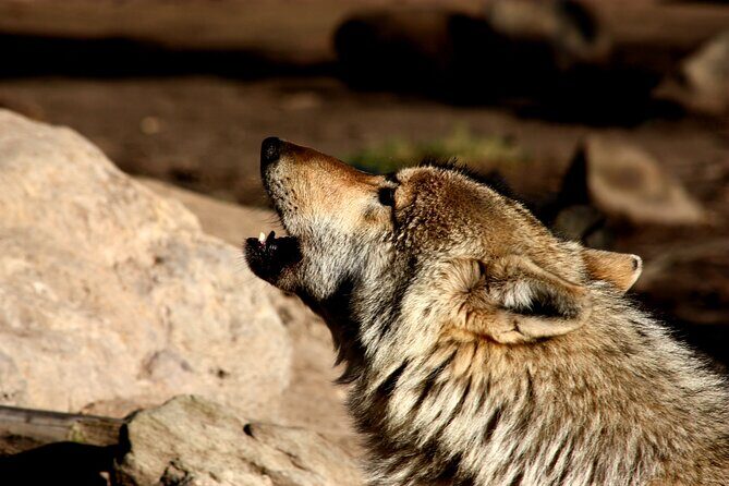 Tsitsikamma Wolf Sanctuary Guided Tour & Day Pass - FAQ