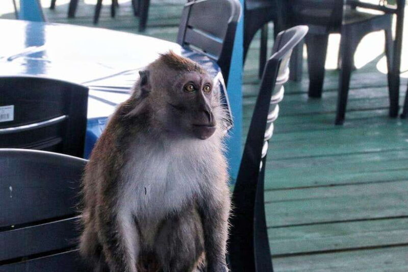 Tuaran, Sabah: Mengkabong Paradise - Overview of the Mengkabong Paradise Tour