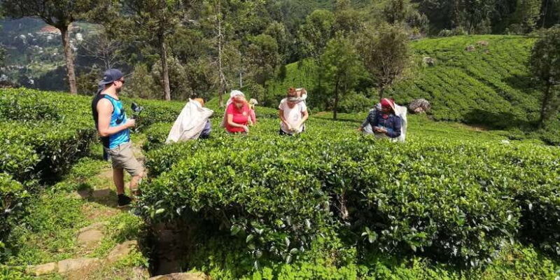 Tuk-Tuk Safari Liptons seat,Tea Fields Hike,TeaFactory Tour - An Overview of the Experience