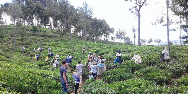 Tuk-Tuk Safari Liptons seat,Tea Fields Hike,TeaFactory Tour - A Thorough Breakdown of the Itinerary