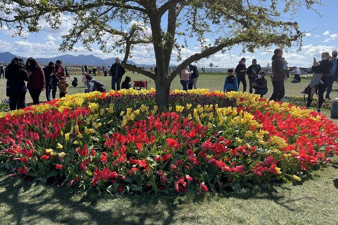 Tulip Festival in Skagit Valley Tour from Seattle - An In-Depth Look at What You Can Expect