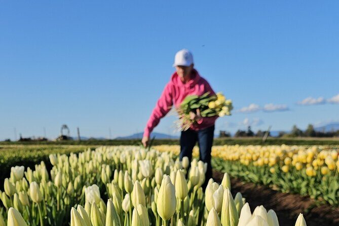 Tulip Valley Farms U Pick Experience - What Is the Tulip Valley Farms U Pick Experience?