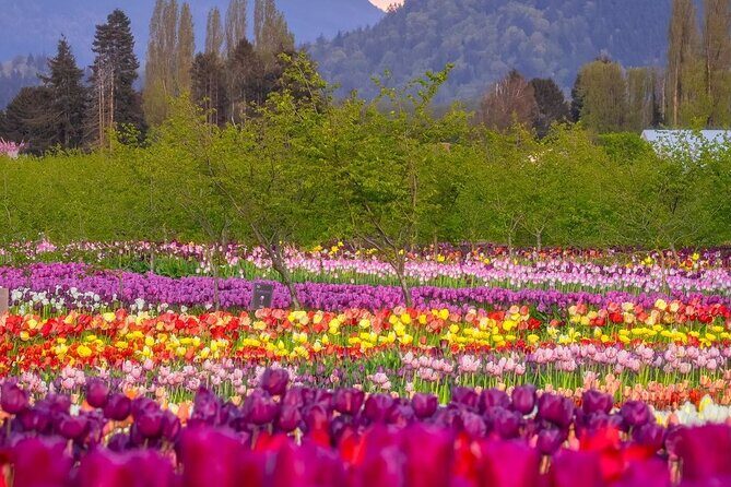 Tulip Valley Farms U Pick Experience - The Scenic and Educational Appeal