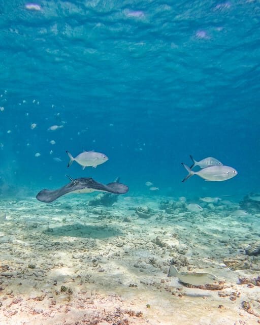 Tulum: 2-Hour Snorkeling in Two Spots of Tulum's Reef - The Itinerary in Detail
