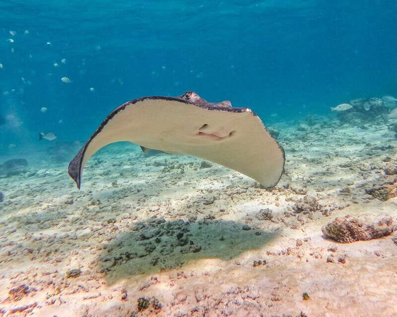 Tulum: 2-Hour Snorkeling in Two Spots of Tulum's Reef - Practical Tips for Your Snorkeling Trip