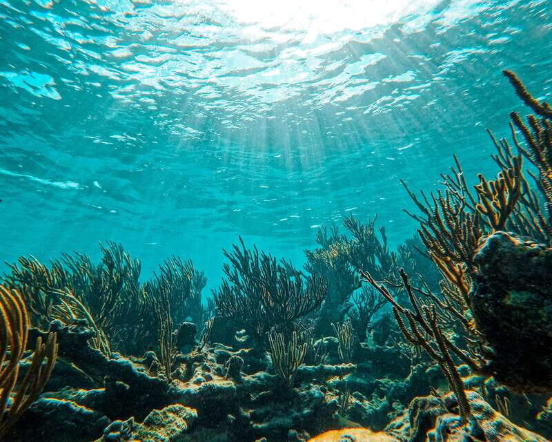 Tulum: 2-Hour Snorkeling in Two Spots of Tulum's Reef - Who Will Love This Tour?