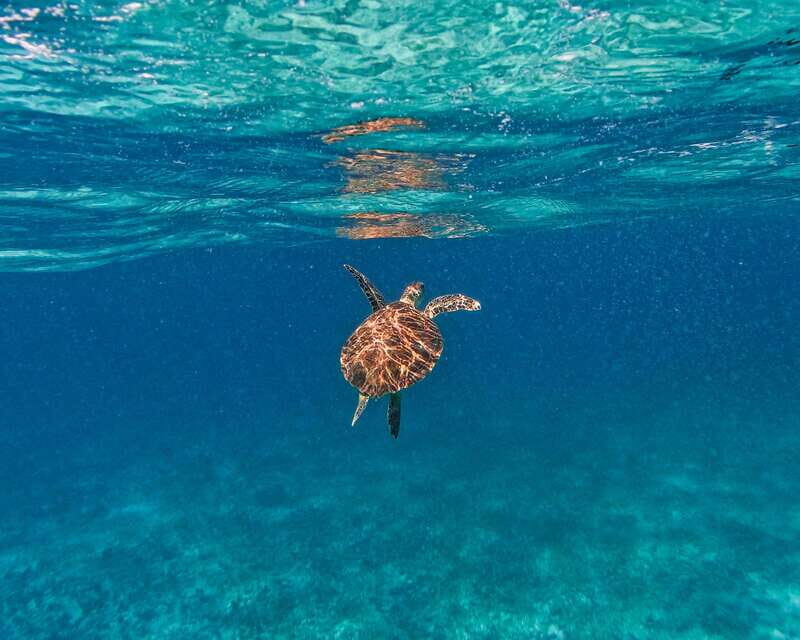 Tulum: 2-Hour Snorkeling in Two Spots of Tulum's Reef - The Sum Up