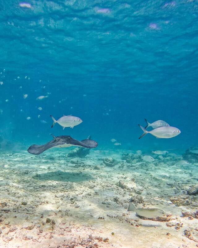 Tulum: 2-Hour Snorkeling in Two Spots of Tulum's Reef - FAQs