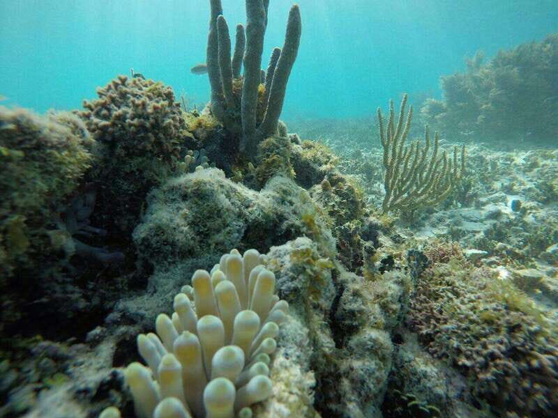 Tulum: 2 spot Reef Snorkel 1 hour 30 minutes - What to Expect: A Step-by-Step Walkthrough