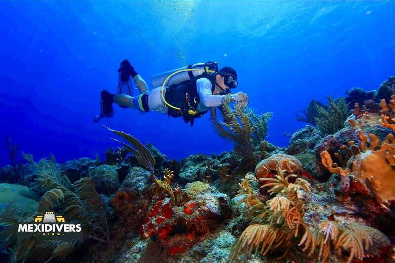 Tulum: 2 Tank Reef Diving - What to Expect: A Step-by-Step Overview