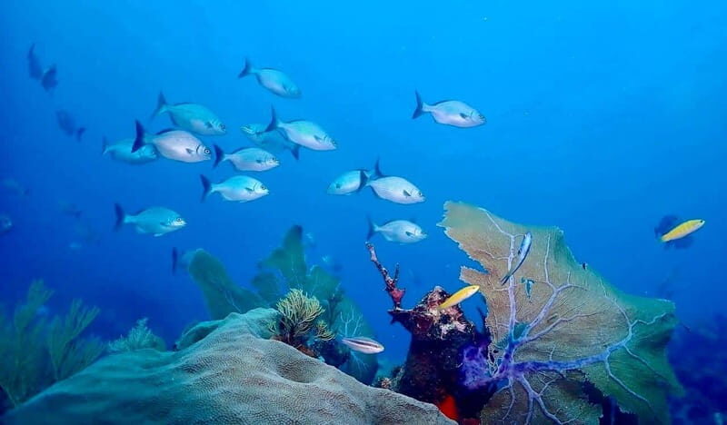 Tulum: 2 Tank Reef Diving - Practical Details and Tips
