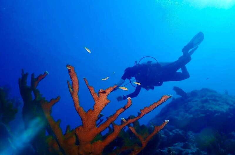 Tulum: 2 Tank Reef Diving - Authentic Feedback and Real Experiences