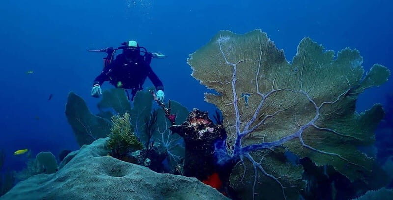 Tulum: 2 Tank Reef Diving - The Sum Up: Is This Tour Right for You?