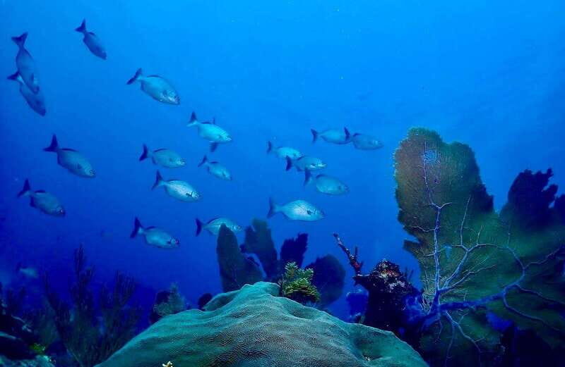 Tulum: 2 Tank Reef Diving - FAQ: Common Questions Answered