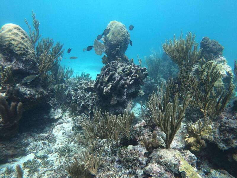 Tulum: 3 hour Snorkel & sailing experience - Deep Dive into the Details