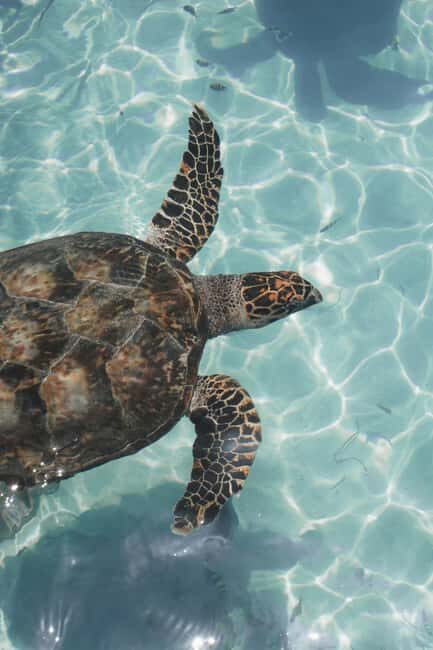Tulum, 4 Cenotes, Playa del Carmen - What’s Included and What to Bring