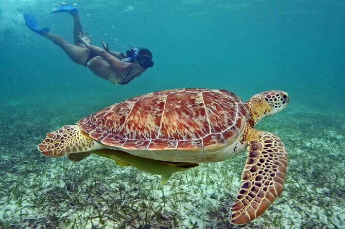 Tulum Adventure Ruins & swim in Akumal Beach & Cenote from Cancun - Who Would Enjoy This Tour?