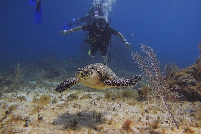 Tulum Akumal Snorkel Tour and 4 Cenotes Small Group All Fees Incl - Transportation & Group Dynamics