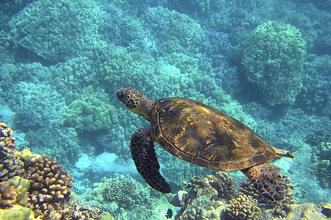 Tulum & Akumal: Swim with Turtles from Riviera Maya - FAQ