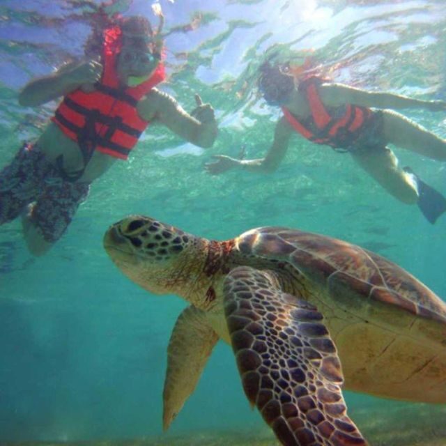 Tulum: Akumal Turtles and Underground Cenote Swim Tour - What to Expect on the Tour