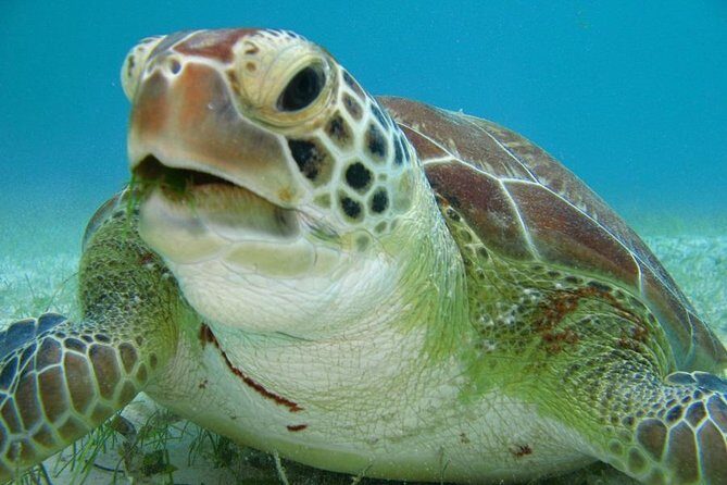 Tulum and Turtles Experience - Transportation and Group Size