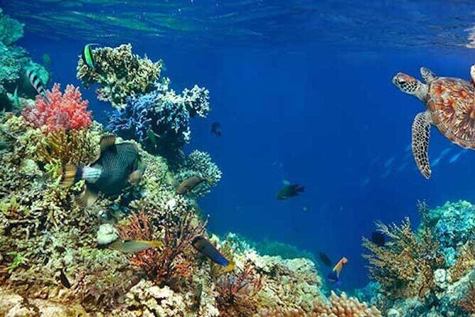 Tulum Area Experiences Guided 2 Tank Scuba Dive Casa Cenote & Barrier Reef-Lunch - Final Thoughts: The Bottom Line