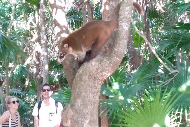 Tulum Guided Tour and Cenote Swim from Playa del Carmen - Exploring the Itinerary: What to Expect